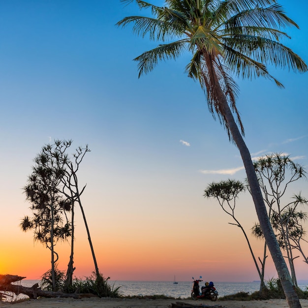 Palm tree and bike on tropical island beach at sunset