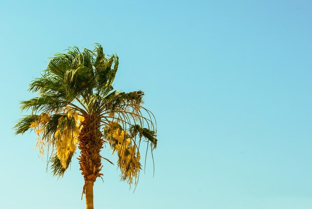 Photo palm tree on the blue sky background