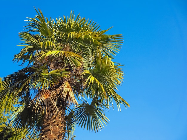 Palm tree over blue sky with copy space