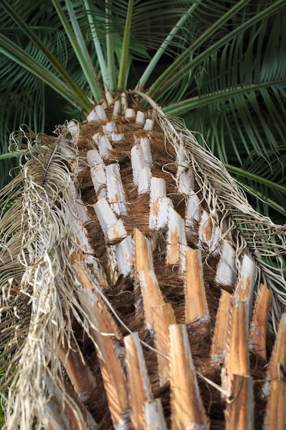 Palm tree bottom view Nice slender trunk Natural background