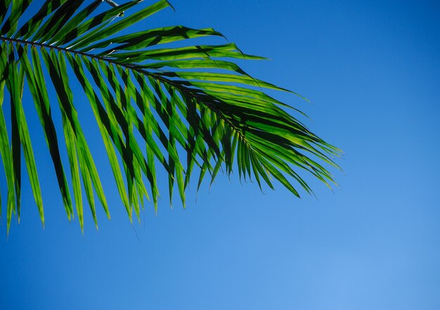 Palm tree branch or coconut leaf and sunny on clear blue sky.