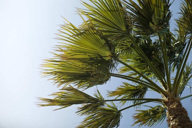 Palm tree branches on blue sky background