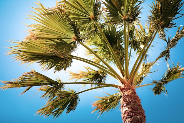 Palm tree branches on blue sky background