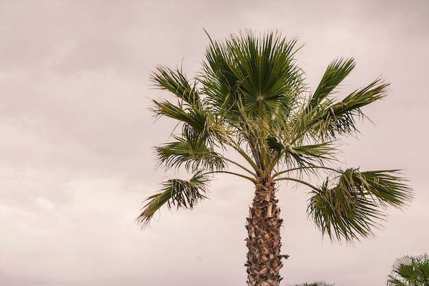 Palm Tree from Sicily at Marina di Butaera