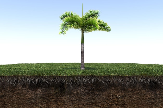 palm tree on the grass and a slice of soil under it, 3d render