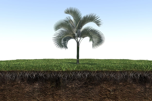 palm tree on the grass and a slice of soil under it, 3d render