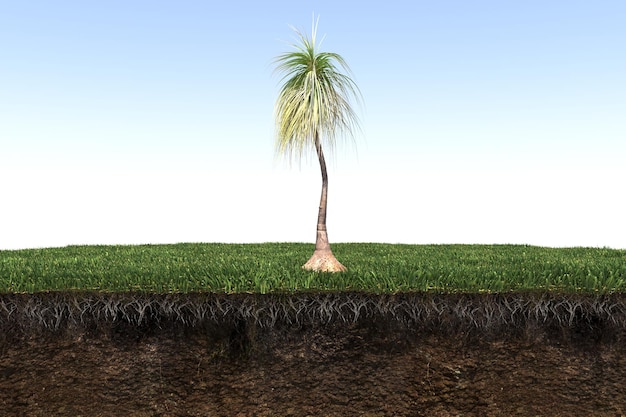 palm tree on the grass and a slice of soil under it, 3d render