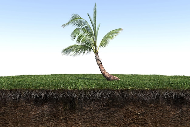 palm tree on the grass and a slice of soil under it, 3d render