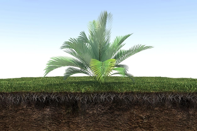 palm tree on the grass and a slice of soil under it, 3d render