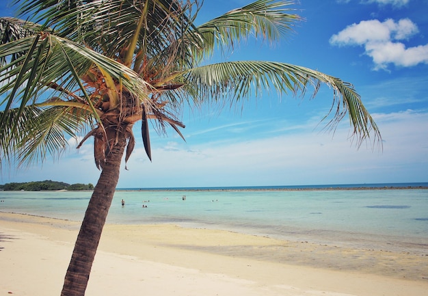 Palm tree growing on beach against sky