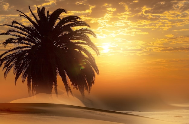 Palm tree heavy dramatic clouds and bright sky Beautiful African sunset over the lsand dunes