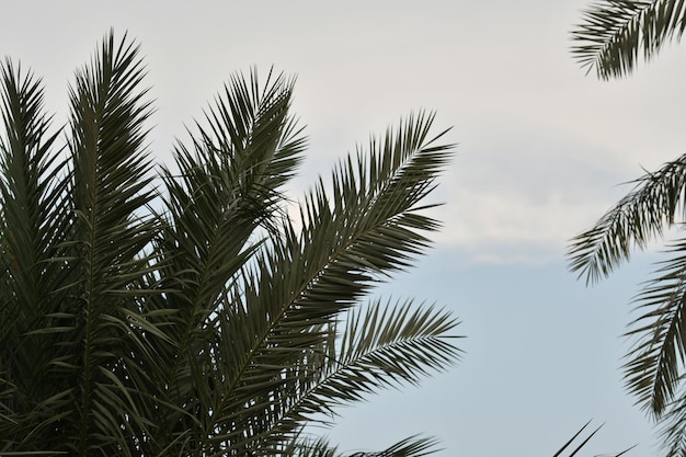 Photo a palm tree is in front of a blue sky with clouds.