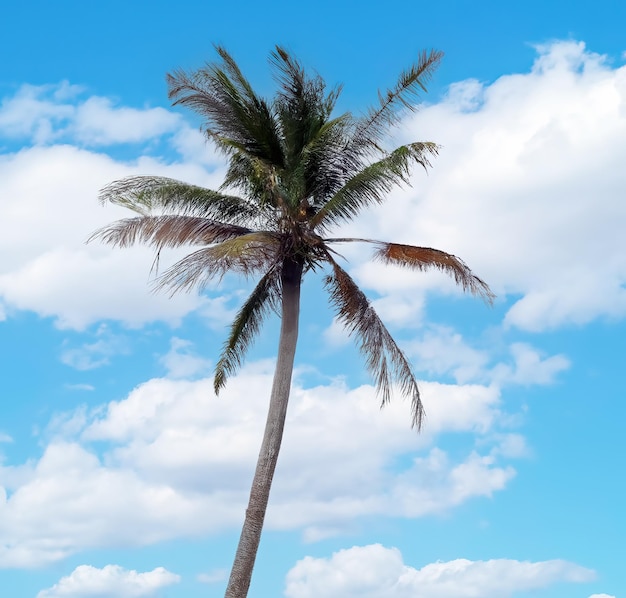 A palm tree is in front of a blue sky with clouds.