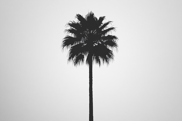 Photo a palm tree is shown with a black and white background