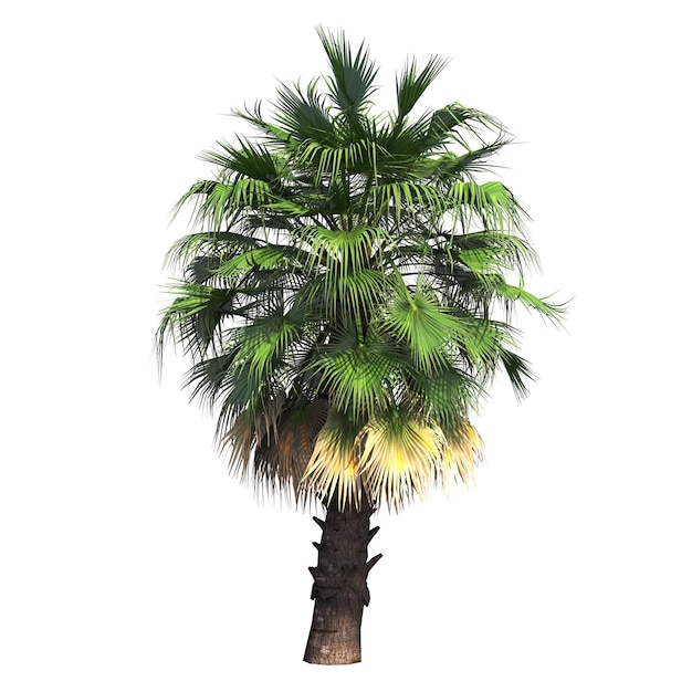 palm tree isolated on white background, 3D illustration, cg render