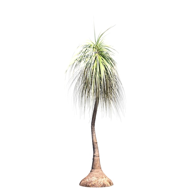 palm tree isolated on white background, 3D illustration, cg render