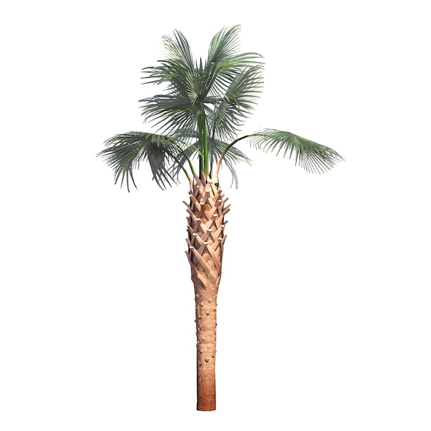 palm tree isolated on white background, 3D illustration, cg render