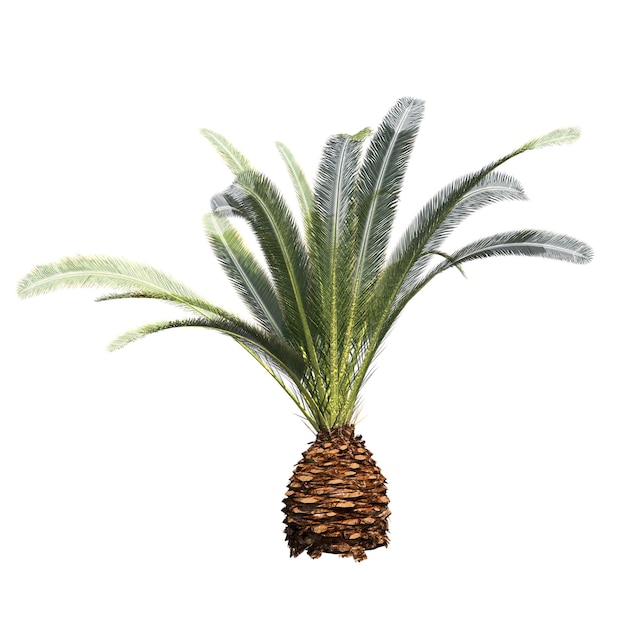 palm tree isolated on white background, 3D illustration, cg render