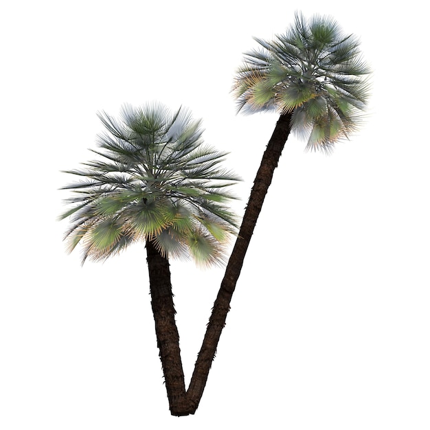 palm tree isolated on white background, 3D illustration, cg render