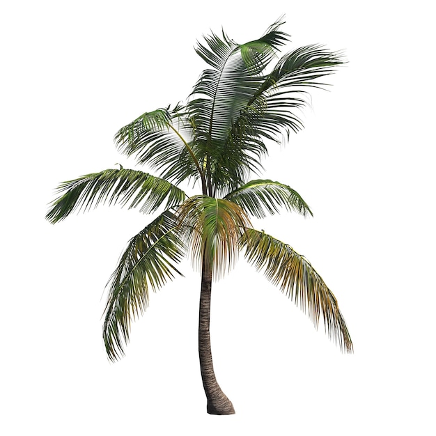 palm tree isolated on white background, 3D illustration, cg render