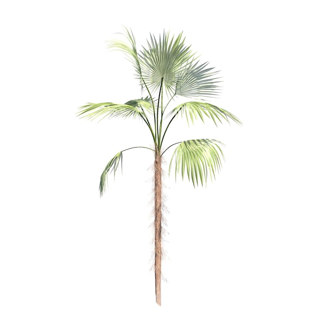 palm tree isolated on white background, 3D illustration, cg render