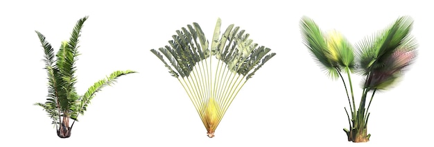 palm tree isolated on white background, 3D illustration, cg render