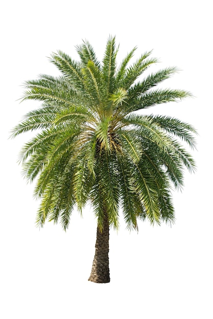 Photo palm tree isolated on white background use for garden and park decoration