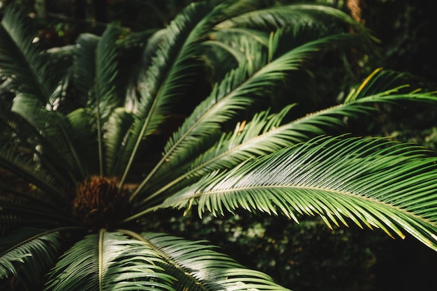 Palm tree leaf in Botanical garden Attalea speciosa green leaves in greenhouse babassu oil