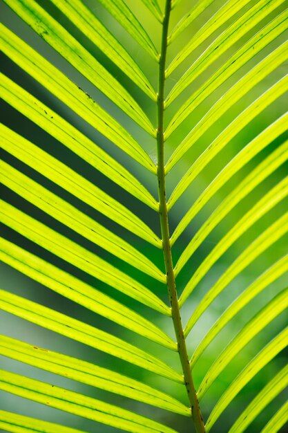 Palm tree leaf in sunlight close-up