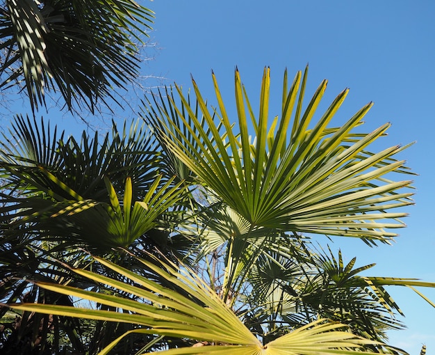 Palm tree leaves background