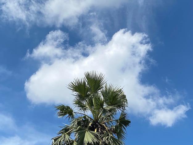 Palm tree leaves on blue sky background