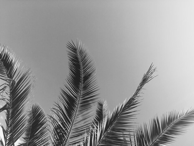 Palm tree leaves and the sky summertime travel background