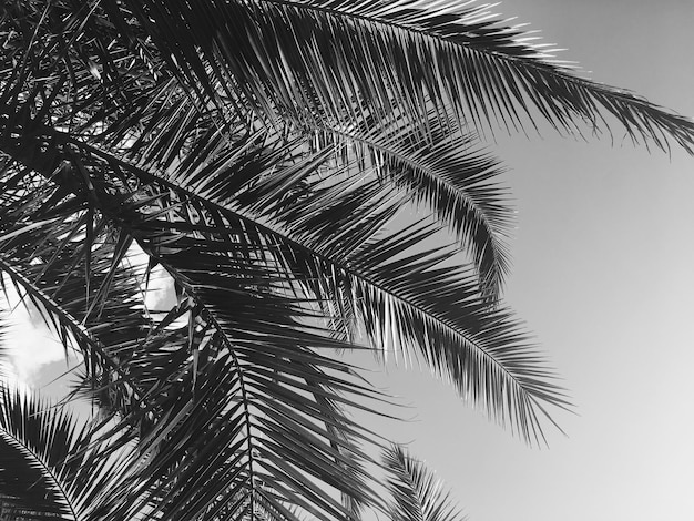 Palm tree leaves and the sky summertime travel background