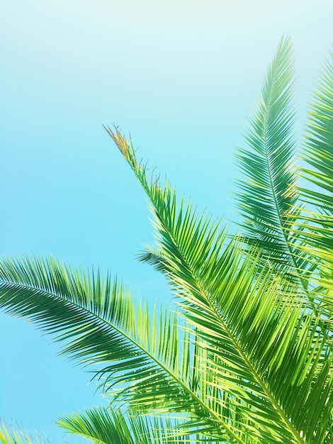 Palm tree leaves and the sky summertime travel background