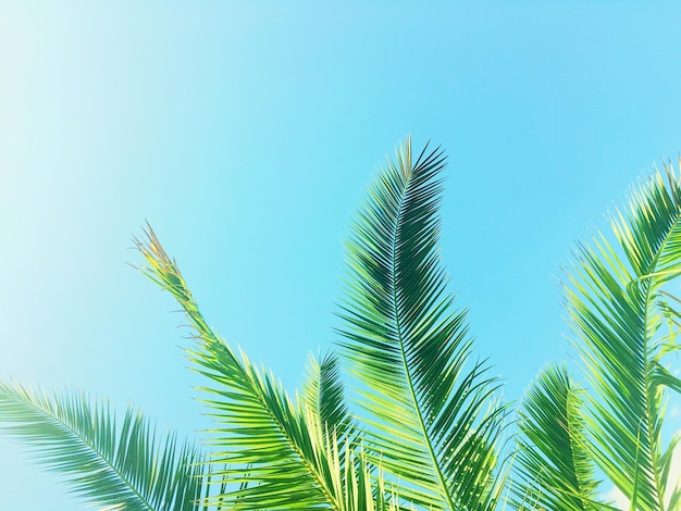 Palm tree leaves and the sky summertime travel background