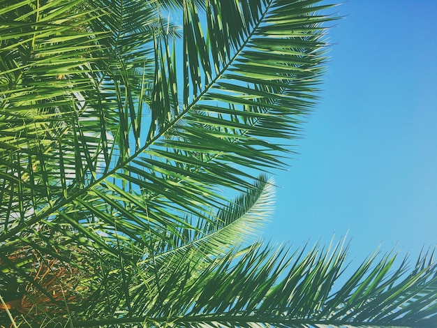 Palm tree leaves and the sky summertime travel background