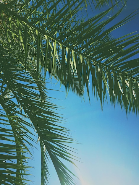 Palm tree leaves and the sky summertime travel background