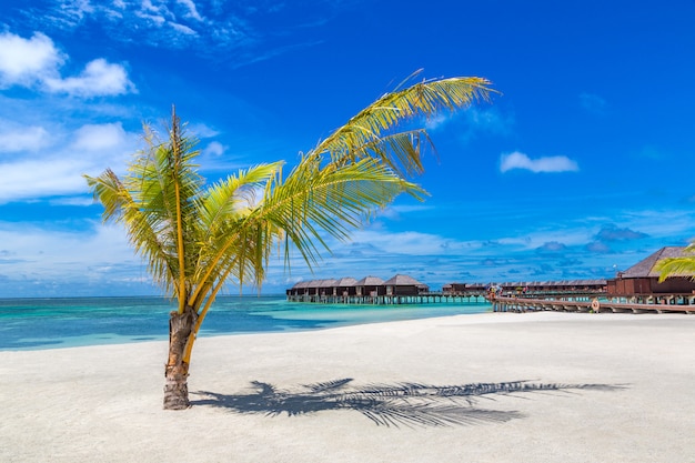 Palm tree in the Maldives