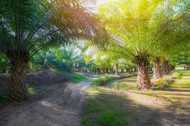 Palm tree in the palm garden with beautiful palm leaves nature and sunlight morning sun palm oil plantation growing up farming for agriculture Asia