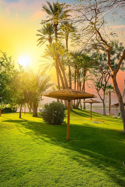 Palm tree in public park