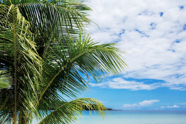 Palm tree at sea with sky