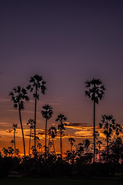 Palm tree silhouette background California sunset landscape Tropical forest and mountains Sunset orange sky Nature panorama