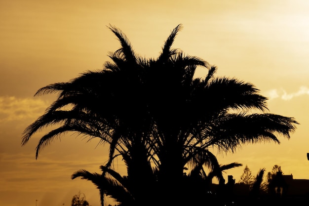 Palm tree silhouette Plant herb and vegetable Nature photography