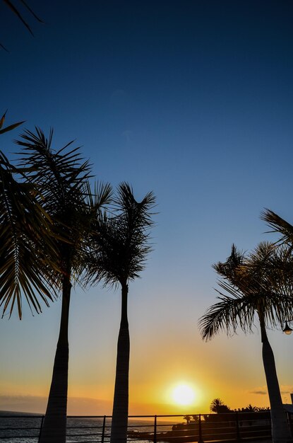 Palm Tree Silhouette at Sunset in Canary Islands