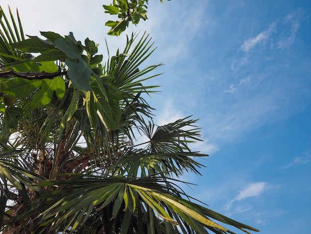 Palm tree in summer