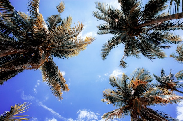 Palm tree at sunlight in summer.