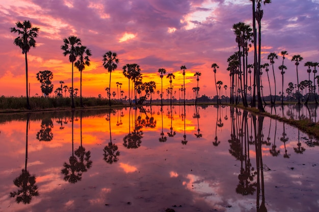 Palm tree during sunrise time