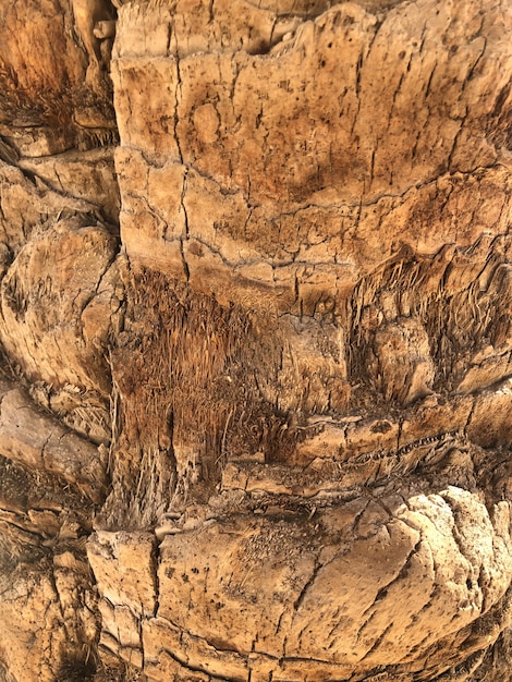 Palm tree texture