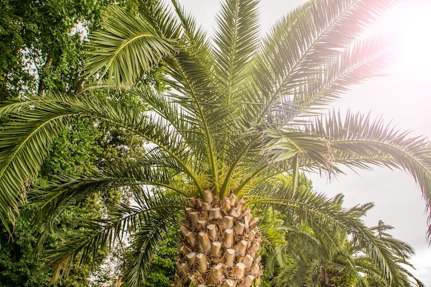 Palm tree top in the sun Summer season