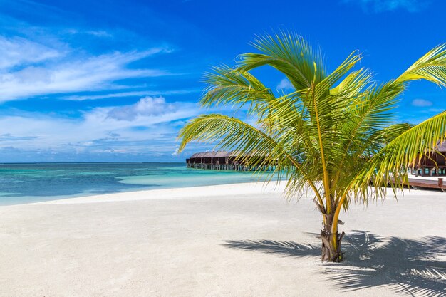 Palm tree at Tropical beach in the Maldives